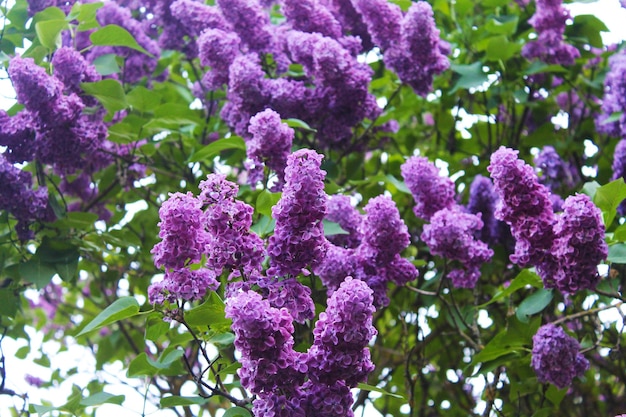 Couvre-lit de fleurs et de feuilles d'un beau lilas violet