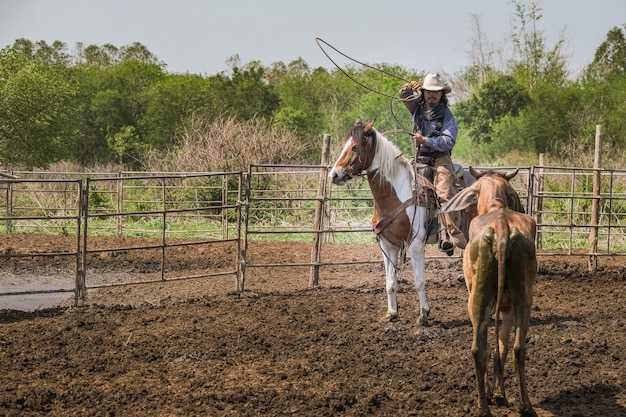 Cowboy à cheval lance une corde pour attraper les vaches dans le ranch