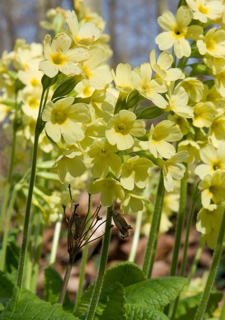 le cowslip commun