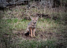 Photo coyote animal ushuaia patagonie argentine