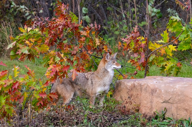 Coyote dans les bois aux couleurs d'automne