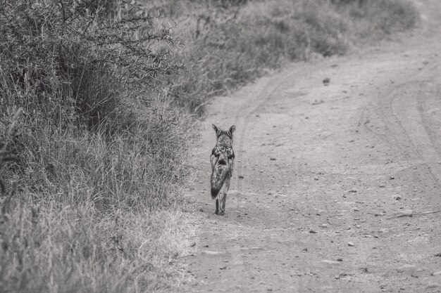 Photo coyote dans un champ