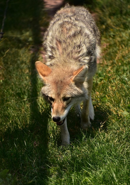 Coyote à fourrure à l'affût d'une proie en été