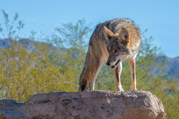 Coyote tournant sur un rocher dans le désert du sud-ouest