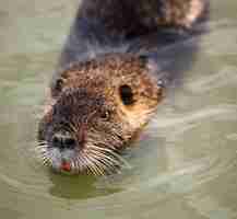 Photo coypu nageant dans l'eau