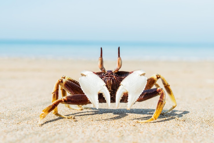 Photo crabe au bord de la mer dans le sable