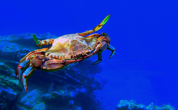 Le crabe bleu - (Callinectes sapidus)