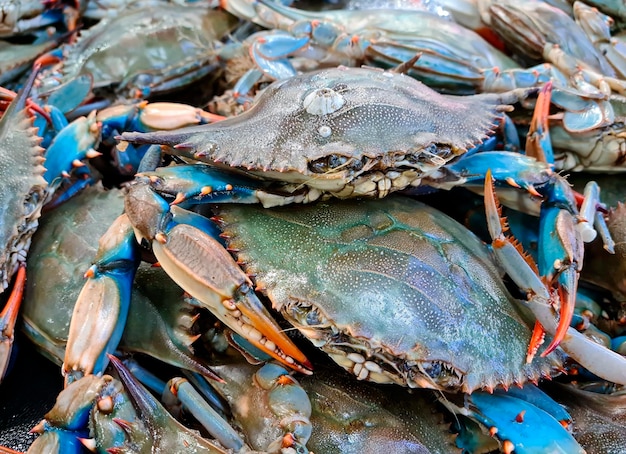 Crabe bleu chez le poissonnier du marché aux poissons
