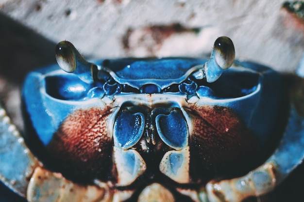 Photo crabe bleu