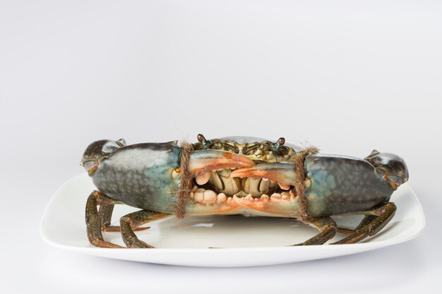 Crabe de boue vivant, disposé sur un récipient en céramique blanche avec fond texturé blanc, vue de dessus.