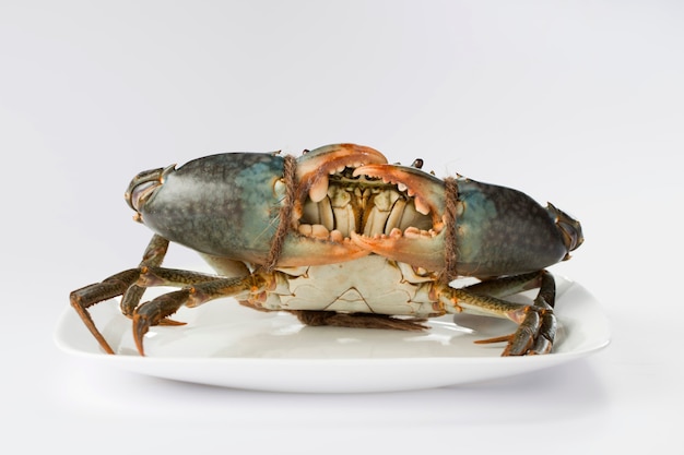 Crabe de boue vivant, disposé sur un récipient en céramique blanche avec fond texturé blanc, vue de dessus.