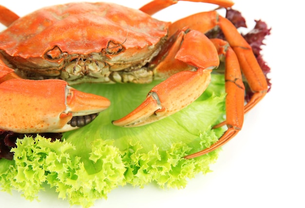 Crabe bouilli isolé sur blanc