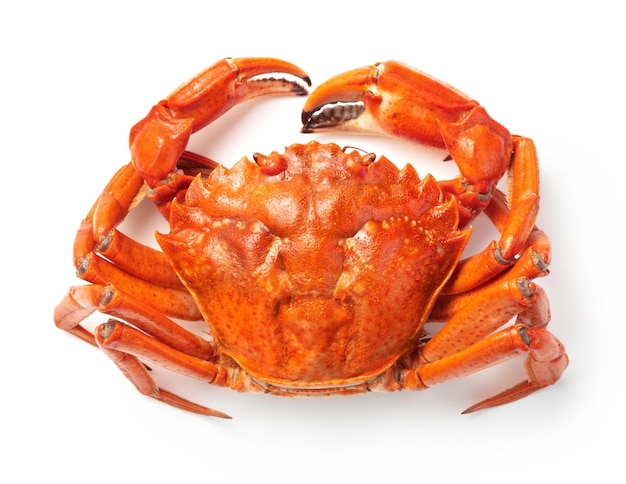 Crabe bouilli isolé sur blanc