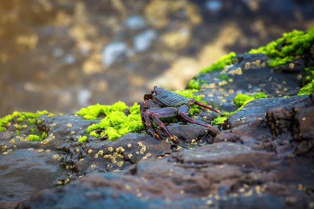 Crabe commun rouge à la côte rocheuse de l'île des Canaries de Tenerife