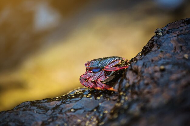 Crabe commun rouge à la côte rocheuse de l'île des Canaries de Tenerife