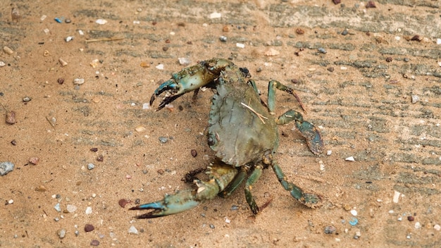 Photo un crabe avec un crabe sur la tête