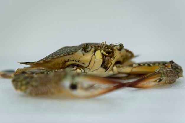 Crabe cru bouchent sur fond blanc