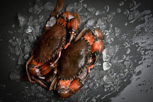 Crabe cru sur fond noir crabe de boue fraîche avec de la glace pour la cuisson des aliments dans le restaurant de fruits de mer