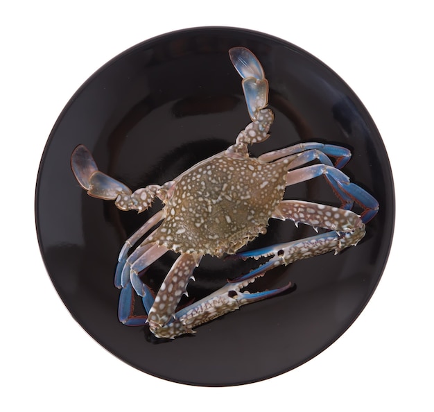crabe cru sur une plaque noire isolée sur fond blanc.