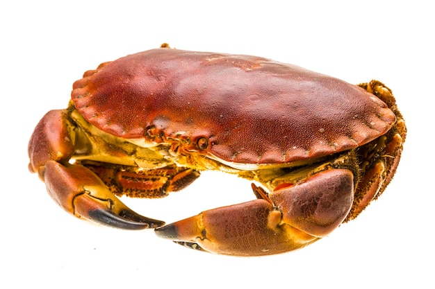 Crabe cru