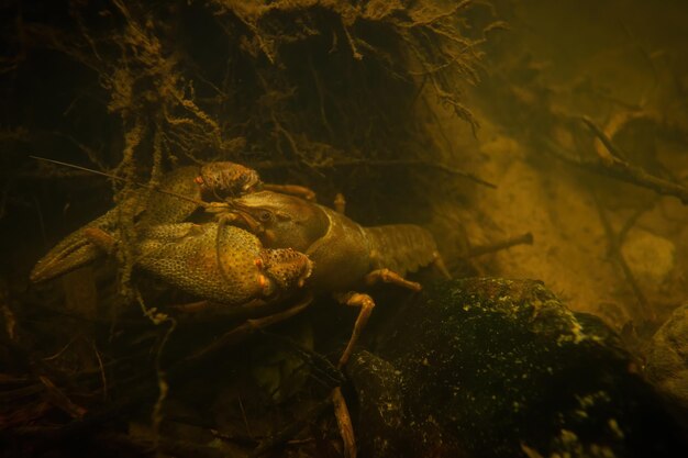 Photo crabe à doigts larges menacé d'extinction avec de grandes griffes sous l'eau sur le rocher dans le ruisseau