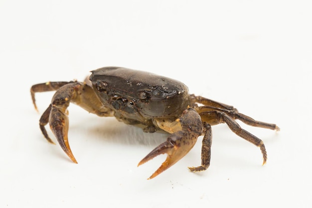 crabe d'eau douce isolé sur fond blanc