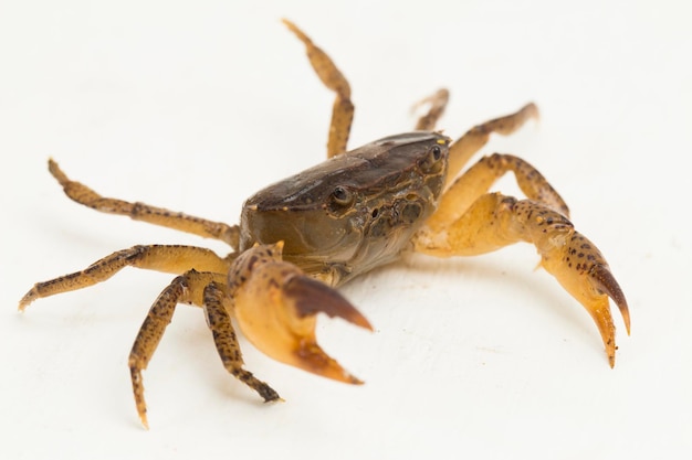 crabe d'eau douce isolé sur fond blanc