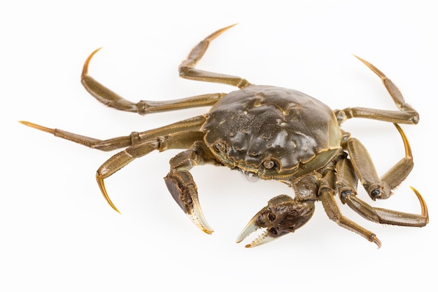 Crabe d'eau douce vivant sur fond blancxA