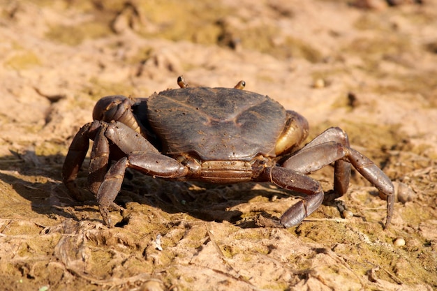 Un crabe est au sol dans l'eau.