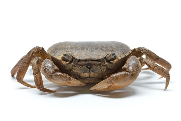 Crabe sur fond blanc