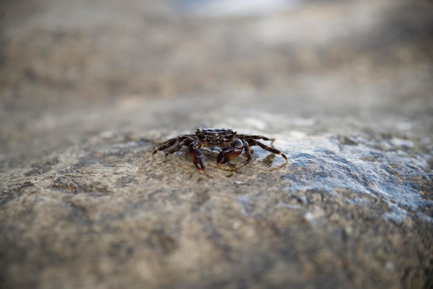 Un crabe de mer est assis sur une pierre grise Animaux dans la nature