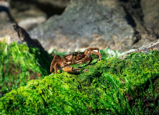 Le Crabe De Mer Est Assis Sur Un Rocher Avec Des Algues Vertes