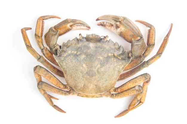 Crabe de mer jaune sur fond blanc