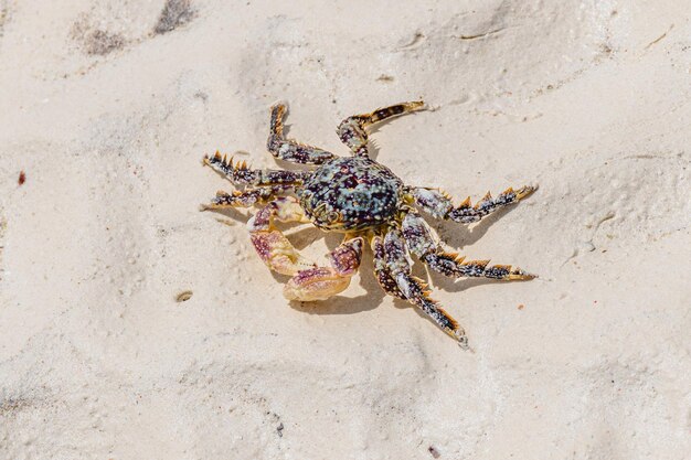 Crabe de mer sur le sable à la plage