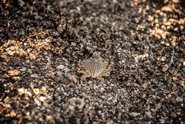 Crabe nageant bleu sur la plage