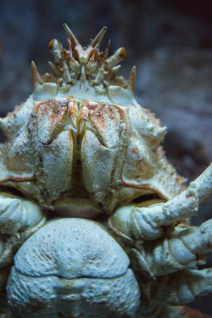 Crabe nageant dans un réservoir