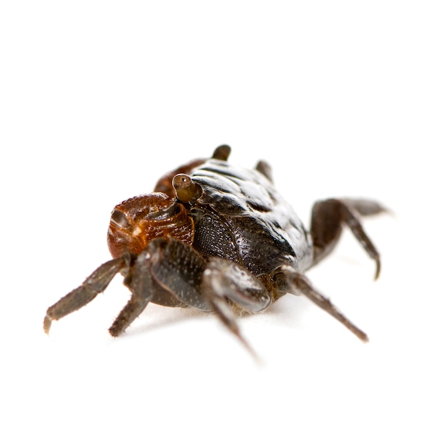 Crabe à pattes rouges - Perisesarma bidens en face sur un blanc isolé