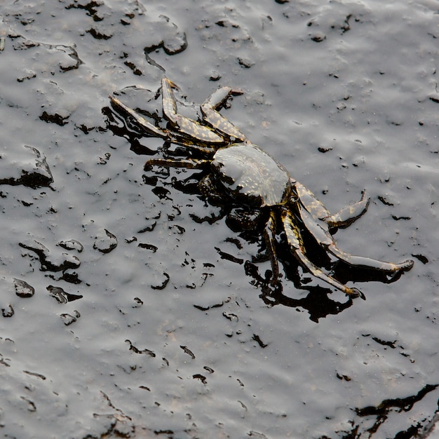 Crabe et pétrole brut déversé sur la pierre à la plage