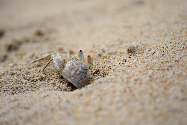 Crabe Sur La Plage De Nilaveli, Région De Trincomalee, Sri Lanka