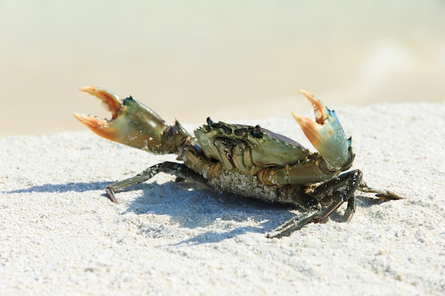 crabe sur la plage