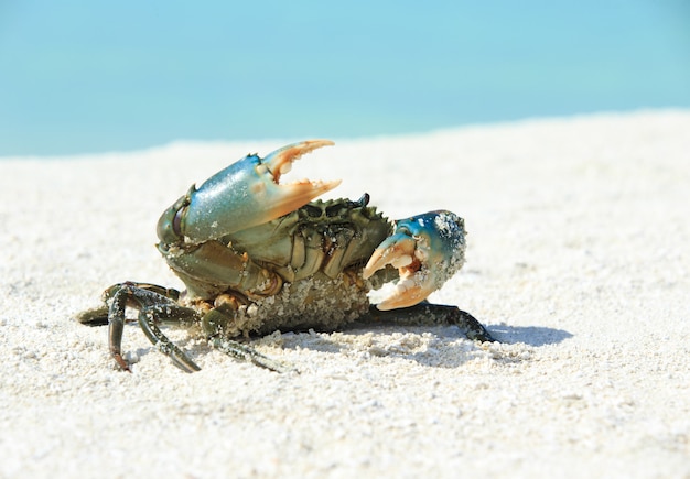 Crabe sur la plage