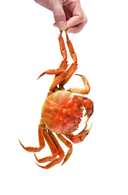 Crabe poilu chinois cuit isolé sur blanc