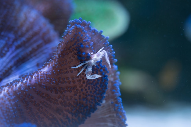 Crabe en porcelaine en symbiose avec l'anémone bleue