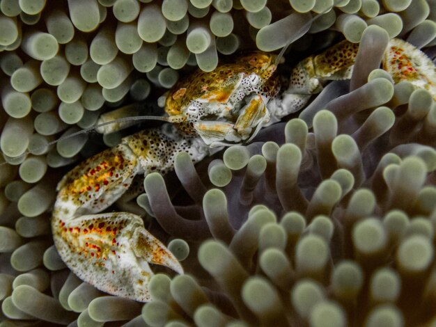 Crabe de porcelaine