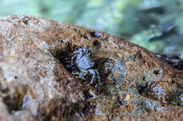 Crabe posant sur une pierre