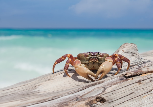 Crabe de poulet sur bois au bord de la mer