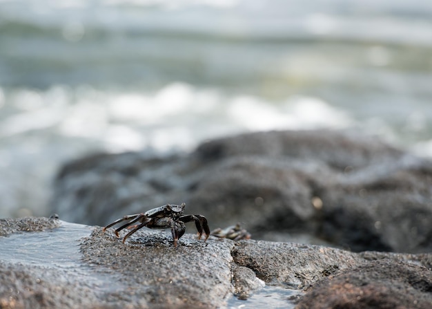 Crabe sur les roches de lave à Hawaï