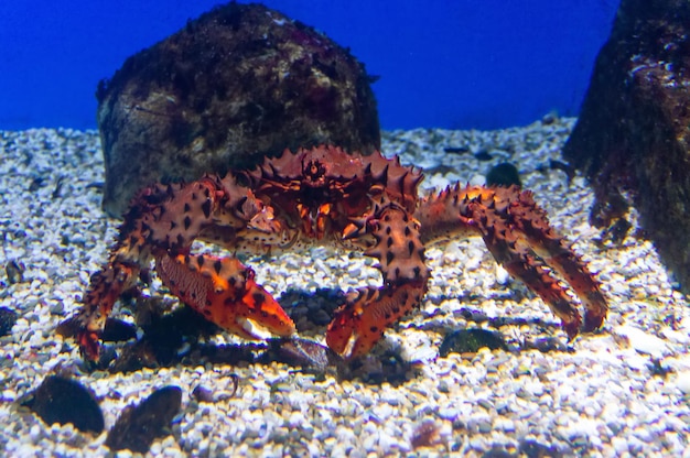 Crabe rouge sur le fond sablonneux