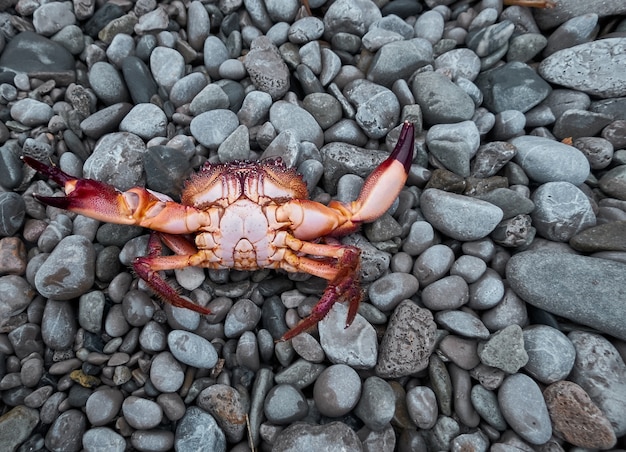 Crabe rouge sur pierre grise.