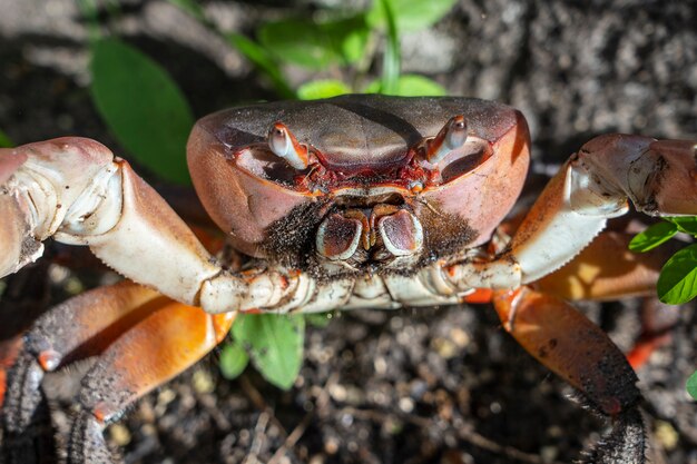 Crabe rouge sur la plage près de la forêt de mangrove, île de Zanzibar, Tanzanie, Afrique de l'Est. Fermer